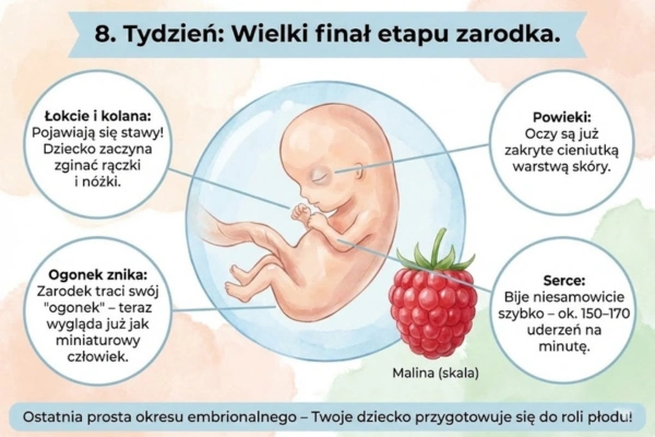 8 tydzień ciąży — rozwój dziecka